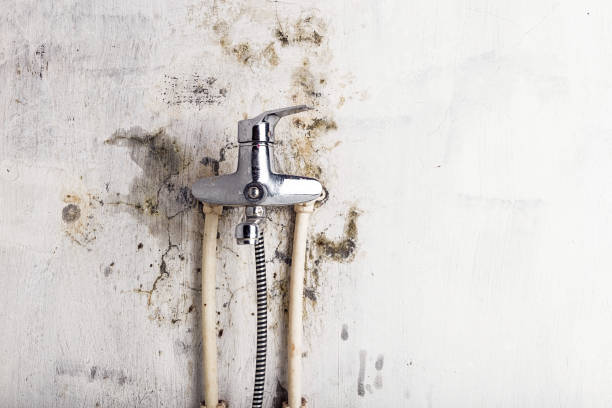 Best Toxic Mold Removal  in Dunbar, SC