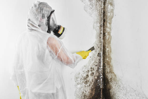 Best Mold Damage Repair  in Dunbar, SC