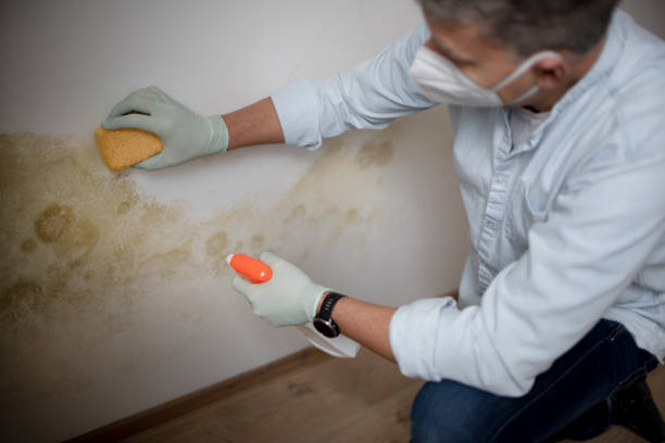 Best Attic Mold Removal  in Dunbar, SC