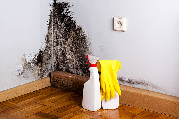 Crawl Space Mold Removal in Dunbar, SC