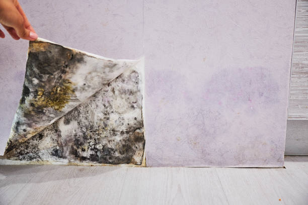Best Mold Damage Repair  in Dunbar, SC
